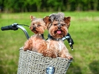 Koszyk, Yorkshire Terrier, Rower