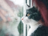 Kot