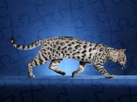 Kot