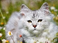 Kot Maine coon, Łąka, Stokrotki