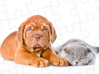 Dog de Bordeaux, Kot, Szczeniak, Białe Tło