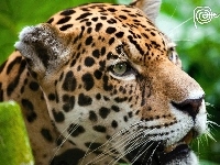 Kot, Jaguar, Dziki, Zieleń