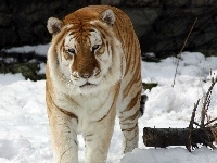 Kot, Tygrys, Dziki, Śnieg