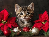 Gwiazda betlejemska, Mały, Kot, Kotek, Bombki, Kwiaty