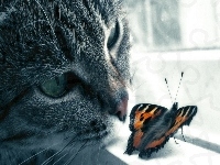 Motyl, Kot, Okno