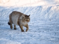 Kot, Śnieg