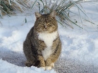 Kot, Zima, Śnieg, Burek