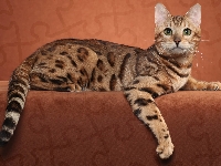 Kot, Ocicat