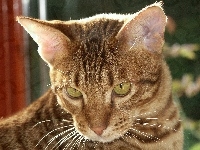 Kot, Ocicat