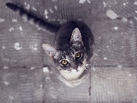 Kot, Oczy