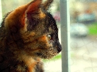 Okno, Kot, Obserwacja