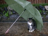 Kot, Parasolka