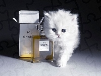 Chanel, Perfumy, Kot