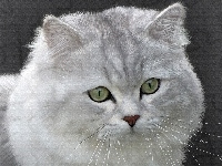 Portret, Kot, Obraz