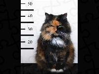 Kot, Przestępca