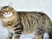 Kot, Syberyjski, Puszysty