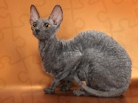 Kot, Devon rex
