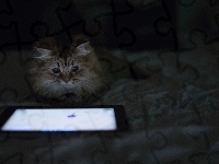 Kot, Tablet