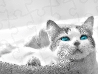 kot, 3D, Wektorowa, worek