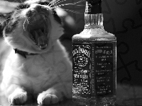 Kot, Whiskey