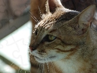 Kotek
