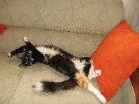 Calico, Kotek, Kanapa