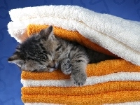 Kotek, Śpiący, Mały, Ręczniki