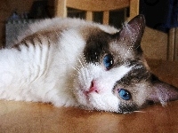 Niebieskie, Kotek, Oczy