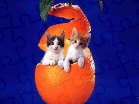 Kotki, Dwa, Małe, Pomarańcza