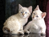 Kotki, Dwa, Białe, Mekong Bobtail