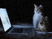 Kotki, Dwa, Słodkie, Laptop