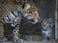 Koty, Młody, Jaguary, Dzikie, Matka