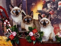 Koty, Atmosfera, Trzy, Piękne, Świąteczna