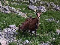 Kamienie, Kozica, Trawa