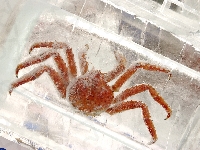 Szron, Bryła lodu, Krab
