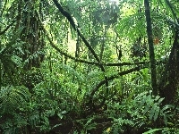Krajobraz, Dżungla