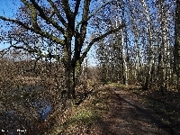 Las, Krajobraz, Drzewa