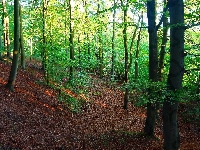 Rośliny, Zieleń, Drzewa, Gdańsk, Trójmiejski Park Krajobrazowy, Przyroda, Polska, Las Oliwski