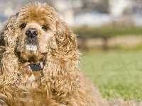 Kręcona, Amerykański Spaniel, Sierść