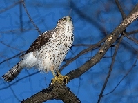 Krogulec Czarnołbisty, Ptak, Gałęzie