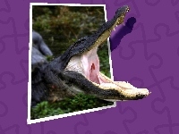 Obraz, Krokodyl, 4D