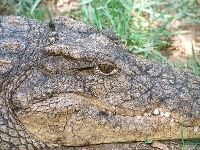 Krokodyl, Zęby