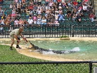 ZOO, Australia, Ludzie, Irwin, Łowca, Pokazy, Steve, Krokodyli