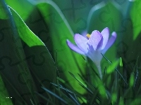 Fioletowy, Krokus, Kwiat