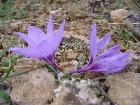 Krokus, Kamienie