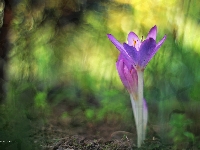 Krokus, Jesienny, Zimowit