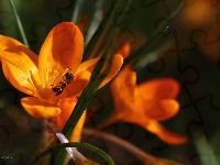 Osa, Krokus, Żółty, Wiosna, Kwiat