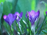 Fioletowe, Krokusy, Kwiaty