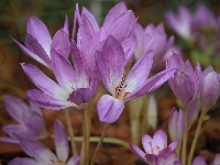 Zimowity, Krokusy, Jesienne, Kwiaty, Liliowe
