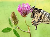 Motyl, Kwiat, Paź królowej, Makro, Koniczyna